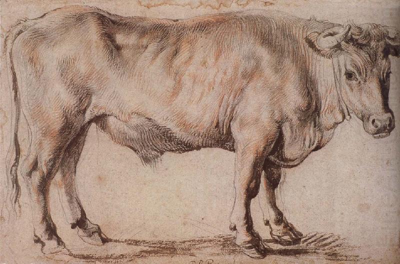 Bull, Peter Paul Rubens